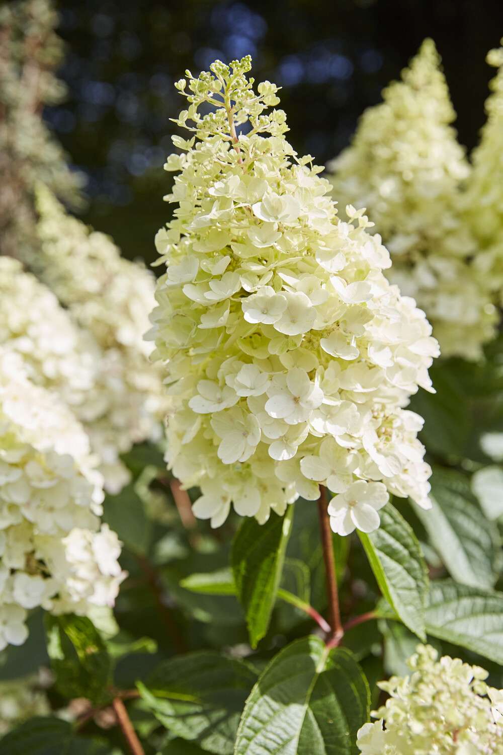 Hortensia 'Pinky Winky'